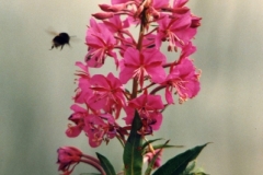 Fireweed, also known as Rosebay Willow herb carpets huge areas of open ground, a welcome blaze of colour
