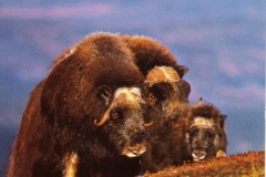 Muskox - Ovibus Moschatus © Knut Aune
