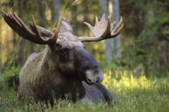 Elk, aka Moose in N America © Lars Dahlstrom Capella Cards