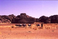 Donkey train, Djanet Algeria