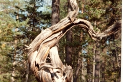 Balletic tree stump