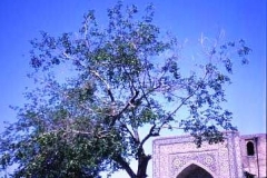 Taking a break, Bokhara Central Asia