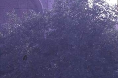 Resting under mulberry tree, Bokhara