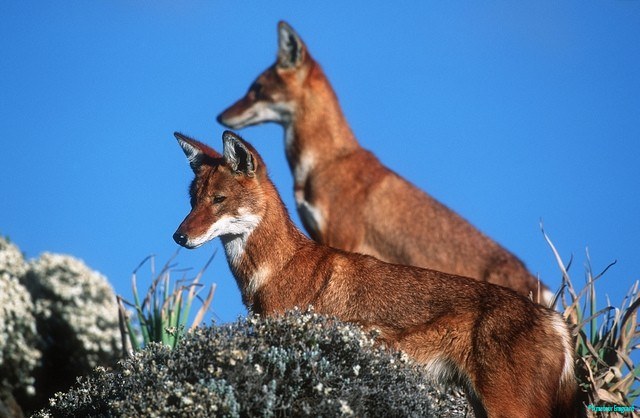 Simen Fox, also Ethiopian wolf, note the spare, agile frame. © Martin Harvey, National Parks of Ethiopia