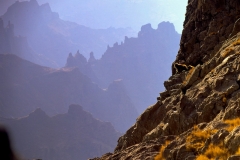 Gelada baboons and escarpments. The agility of the baboons is underlined by the ruggedness of their home © Llouis Dantart, National Parks of Ethiopia