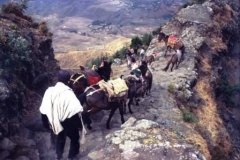 Mule jam descending toward Lalibela ©Robin Callender-Smith