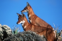 Simen Fox, also Ethiopian wolf, note the spare, agile frame. © Martin Harvey, National Parks of Ethiopia