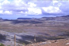 Bale National Park, Ethiopia, giant Lobelia