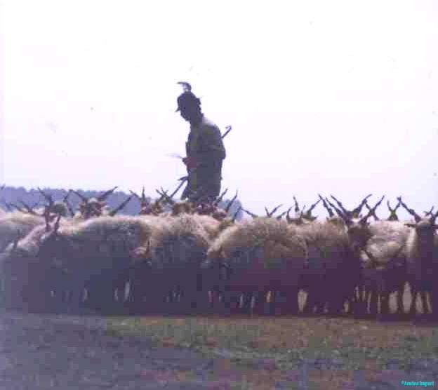 Puszta shepherd