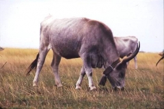 Hungarian Grey cattle, adapted to the alkaline soils and vegetation of the Puszta