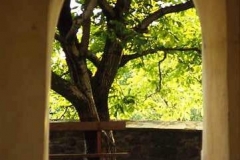 Walnut tree in church yard. Fortified churches are the oldest buildings in many places