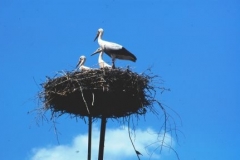 Storks nest on any high point in the Hungarian Plain