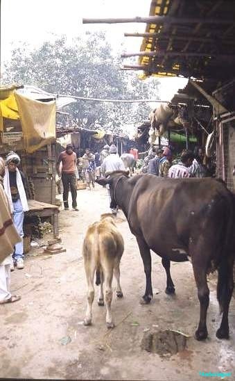 Cattle, a feature of most Indian markets
