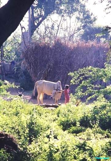 Village life, Tamil Nadu
