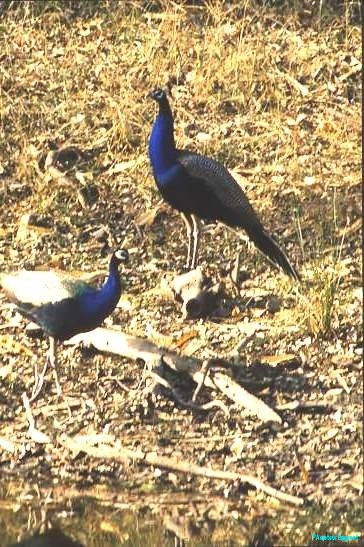 Peacocks, Rajasthan. The National bird of India