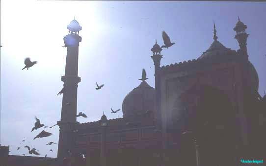 Pigeons aloft, Jami Masjid, Old Delhi