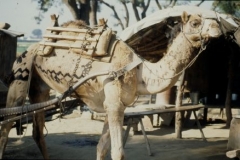 Decorated-camel-Bishnoi-village-near-Jodhpur-india