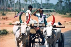 Off-to-market-Fresh-shirts-and-decor-on-bullocks-Pongal-festival-Tamil-Nadu-India-1