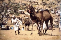 Prize camels at Pushkar Fair