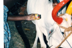Redecorating-the-bullocks-for-Pongal-harvest-festival-Tamil-Nadu-india-1