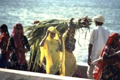 Rhapsody in yellow - spotter spotted !