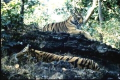 Two-subadult-males-lounging-in-Bandhavgarh-Madhya-Pradesh-India