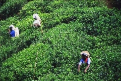 Tea Pickers, near to Nuwara Eliya, Sri Lanka