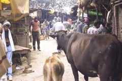 Cattle, a feature of most Indian markets
