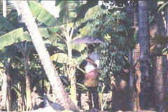 Banana grove, Kerala