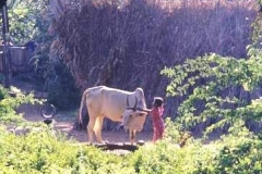Village life, Tamil Nadu
