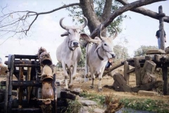 Bullock powered water wheel - note geared wheel at right