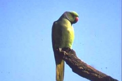 Alexandrine Parakeet