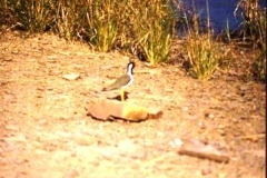 Red Wattled Lapwing