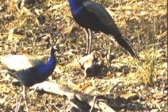 Peacocks, Rajasthan. The National bird of India