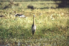 Snakebird, Bharatpur