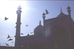 Pigeons aloft, Jami Masjid, Old Delhi