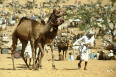 prize camels pushkar
