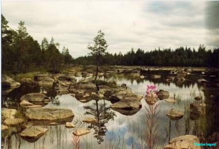 Almost surreal jewel of wetland and forest, repeated throughout Sweden