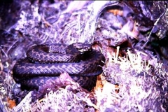 Adder near Jokkmokk, on the Arctic Circle