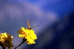 Mountain bloom with visitor