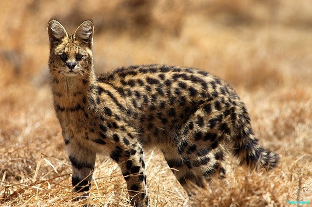 Serval, an uncommon sight in its homeland. © National Parks of Ethiopia