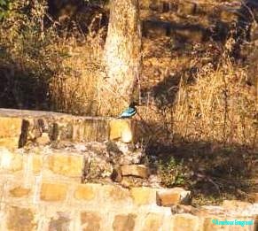 Kingfisher Bharatpur