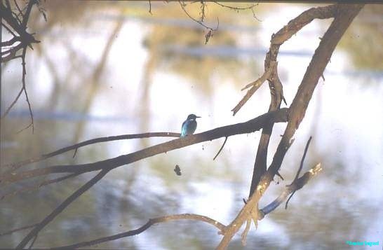 Kingfisher, Ranthambore