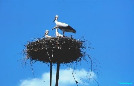 storks-hungary