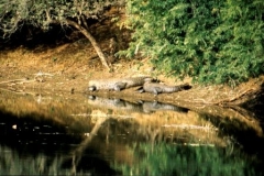 crocs-ranthambore
