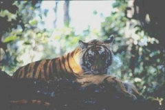 hiding-tiger