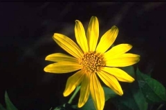 Yellow flower; please advise