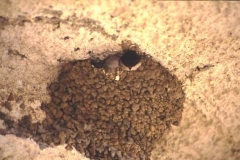 House martens in nest