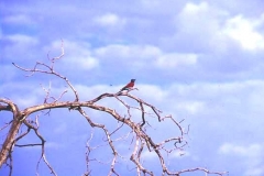 Carmine bee eater, (?) Awash, Ethiopia