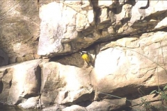 Golden Oriole, (?) Ranthambore